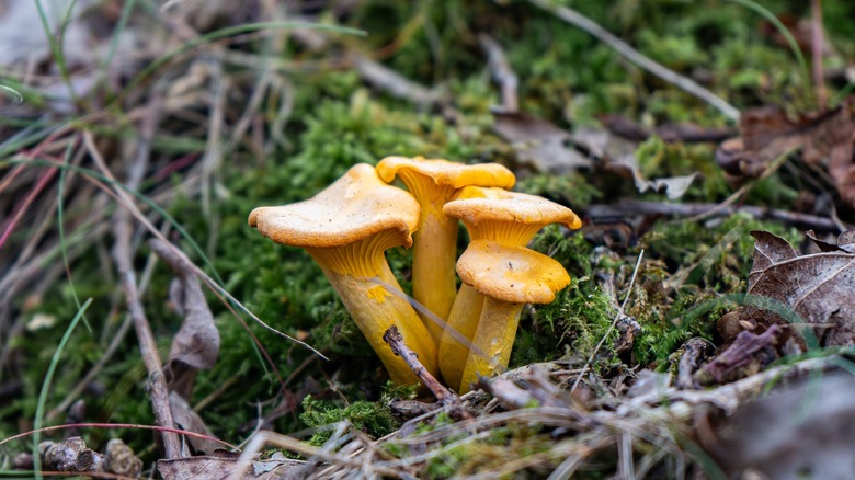 Wild chanterelles in the forest