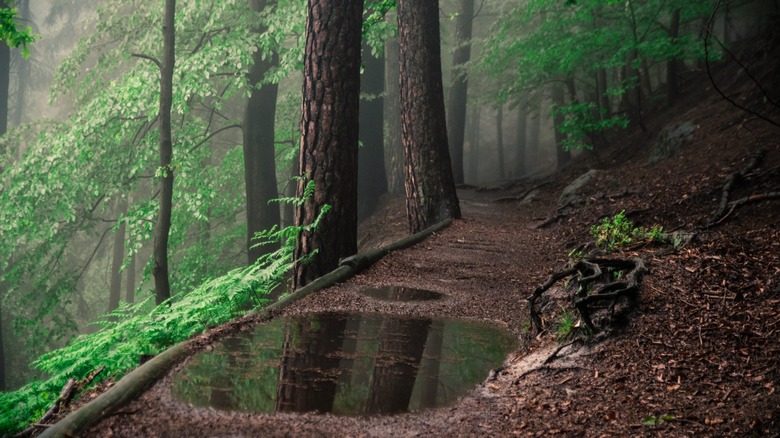 Forest after the rain