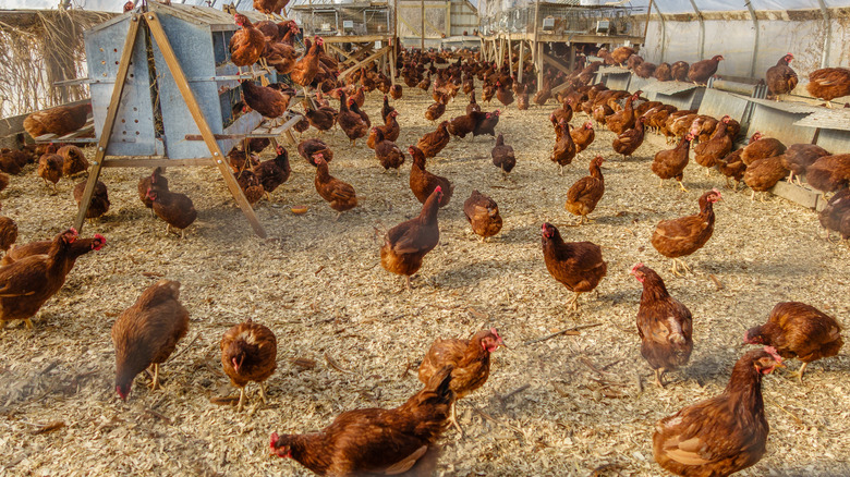 Brown chickens grazing in a pen