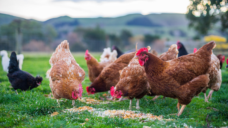 Chickens eating in pasture