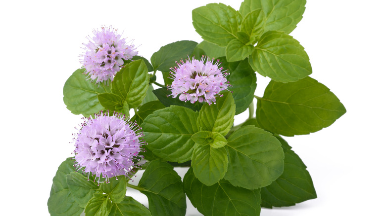 mint with flowers