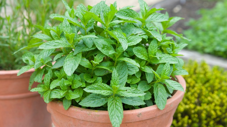 mint growing in pot