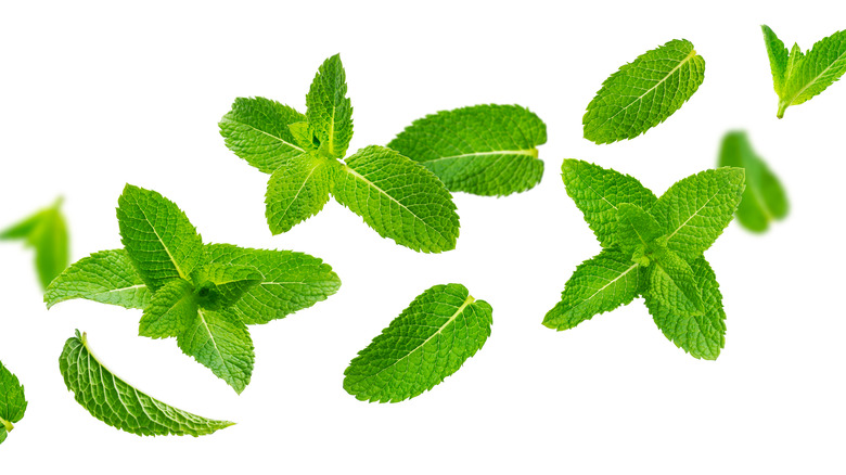 varied mint leaves