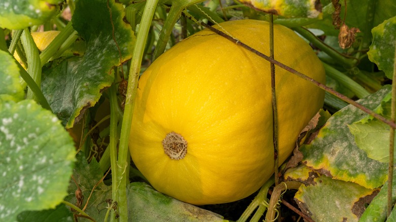 Squash growing on the vine