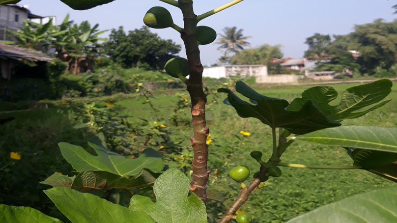 Adriatic figs on tree