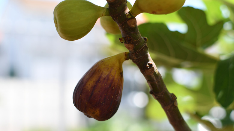 Brown Turkey figs growing on tree