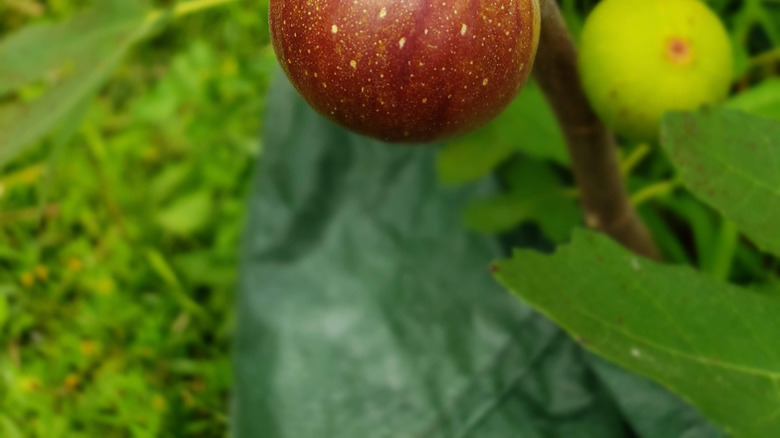 Kadota figs on tree