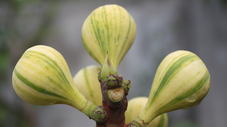 Panachée (Tiger Stripe) figs in tree