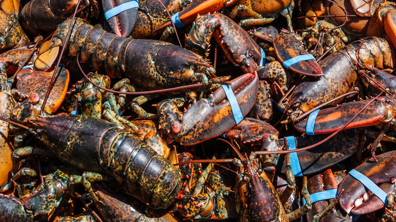 A fresh catch of lobster in a basket