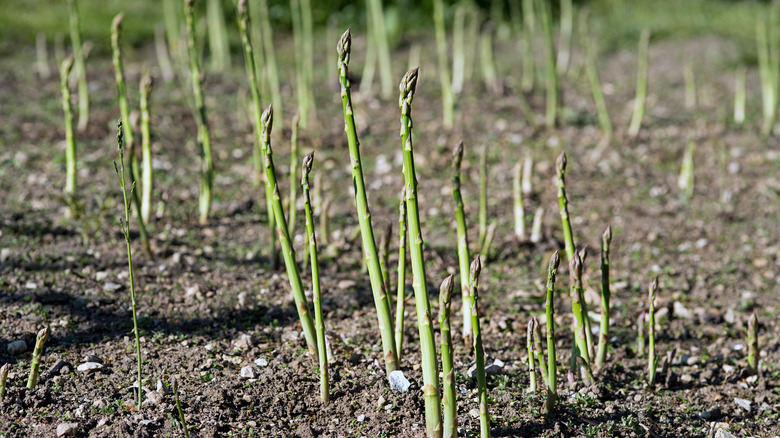 asparagus spears growing