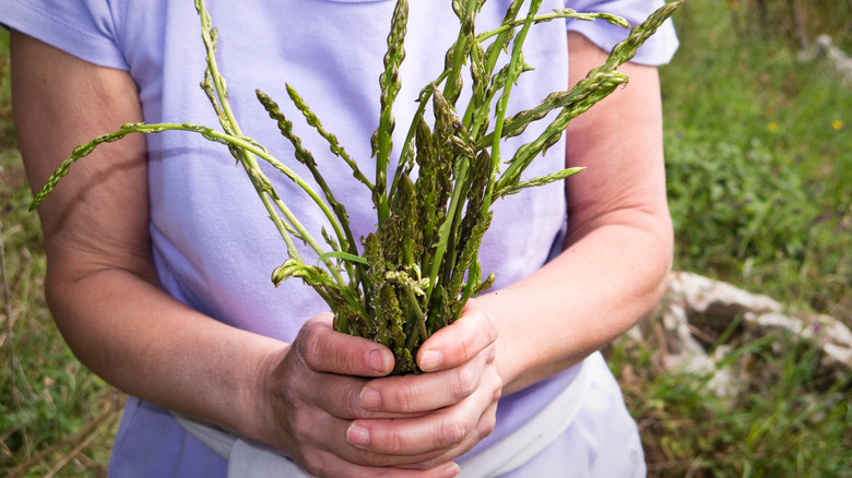 person foraging asparagus