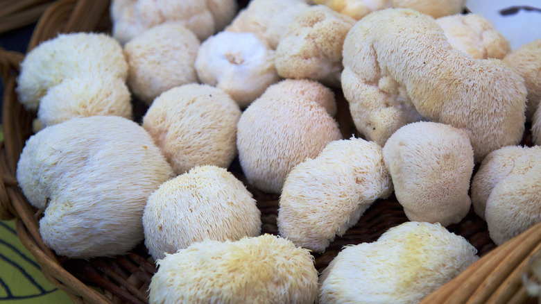 Basket of lions mane mushrooms