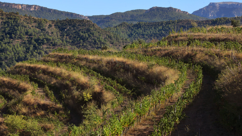 Priorat vineyards in Spain