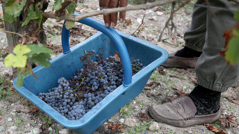 Grapes picked in Bordeaux vineyard