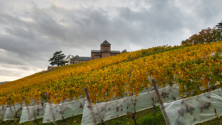 Geisenheim vineyards in Germany