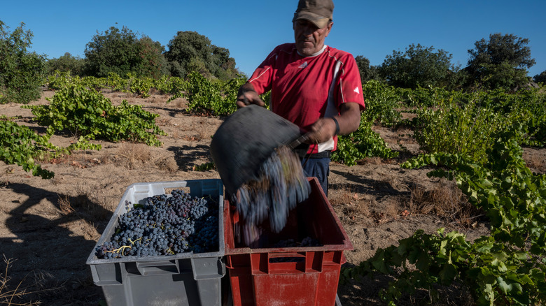 Person harvesting grapes