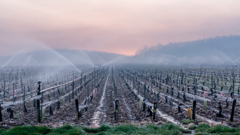 Frost prevention in Burgundy vineyards