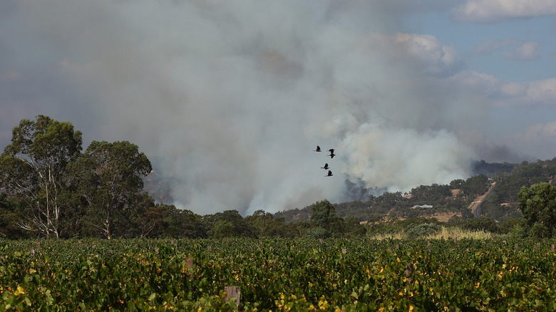 Smoke rising over vineyard