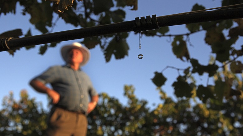 Farmer stands in Australian vineyard