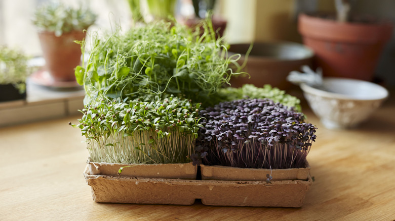 microgreens on table