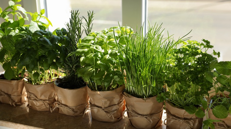 brown pots of green herbs in the sunshine