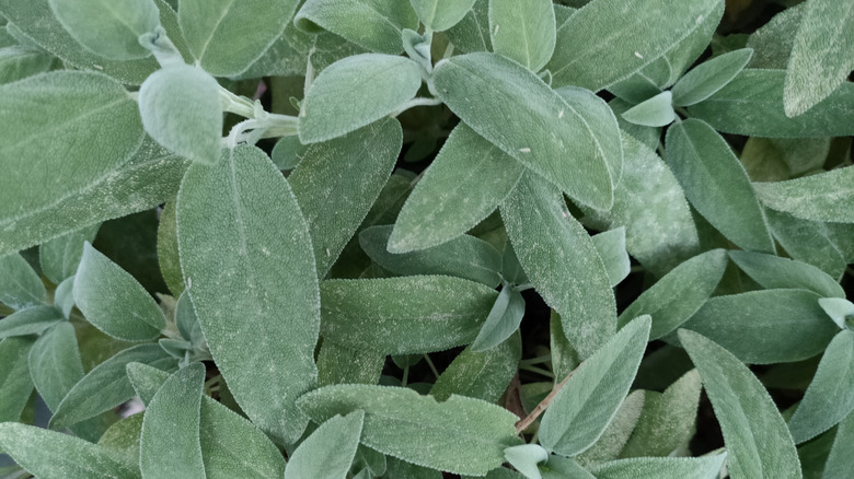 These green leaves are from a potted green sage.