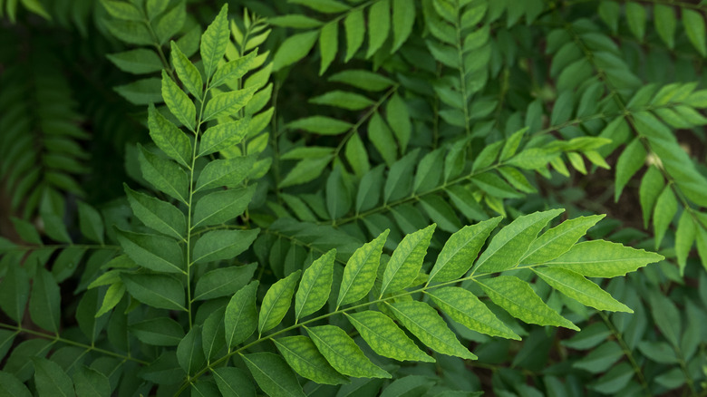 Curry leaf fronds