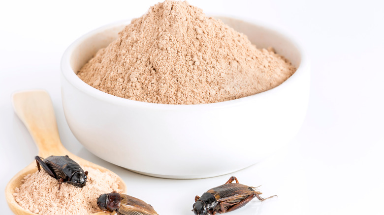 Cricket flour in white bowl