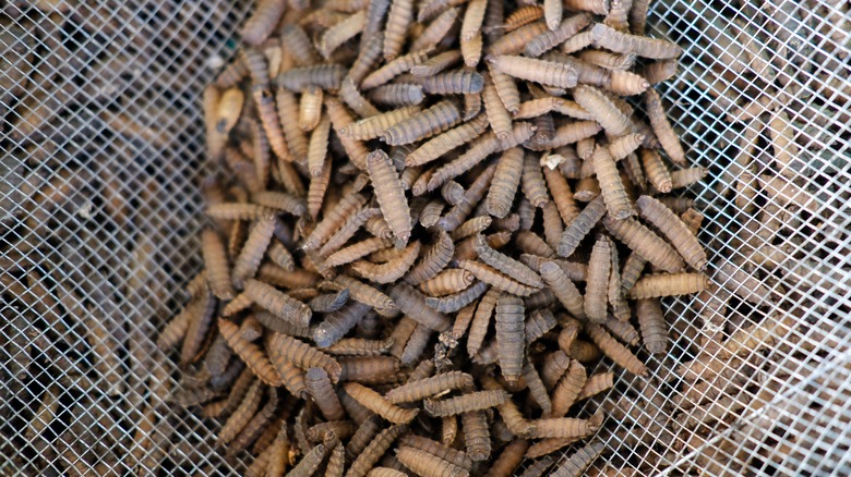 Mealworms in harvest netting