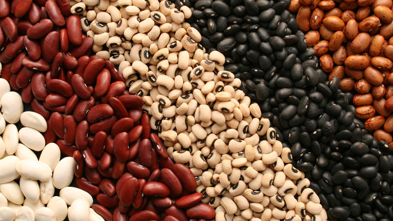 rows of different dried beans