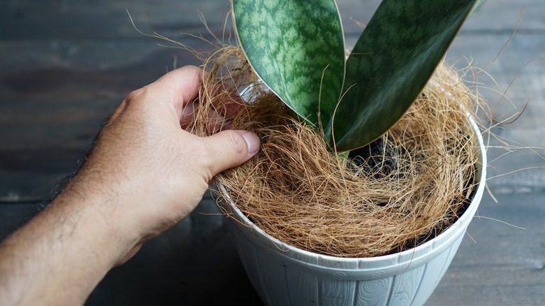 coconut coir in plant pot