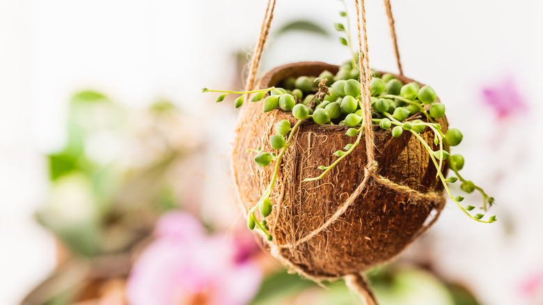 plant in coconut shell