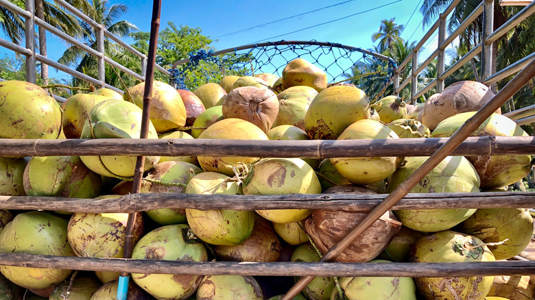 Coconuts in an open truck 