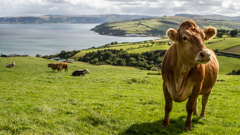 Ireland dairy cow lush green grass