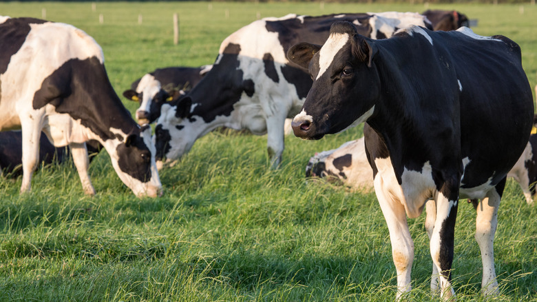 cows grazing grass 