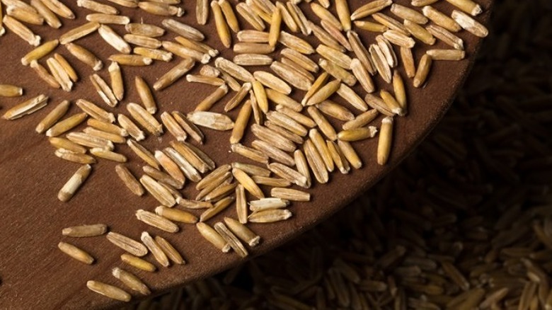 Kernza wheat on a table