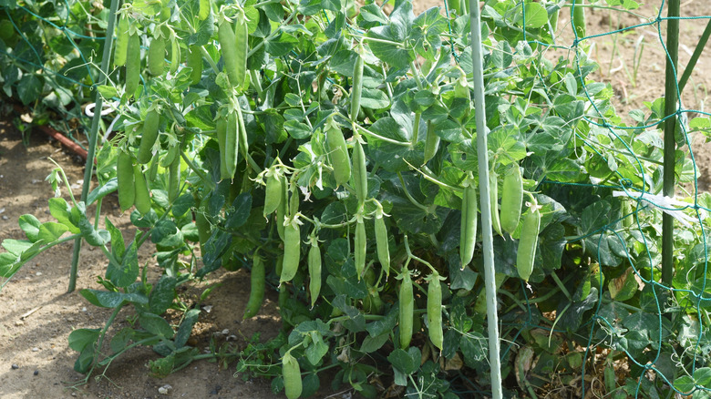 Snap pea pods in garden