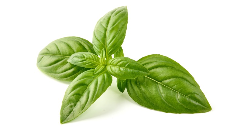 Close up of fresh basil leaves