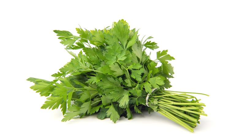 Bunch of fresh Italian parsley