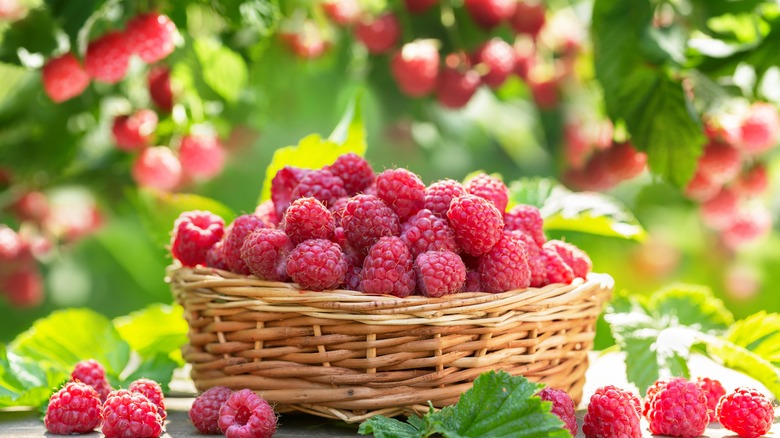 Basket of raspberries 