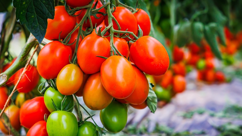 Tomatoes on a vine 