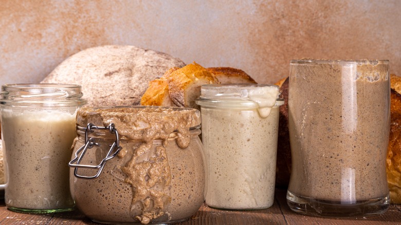 Sourdough starters with bubbles