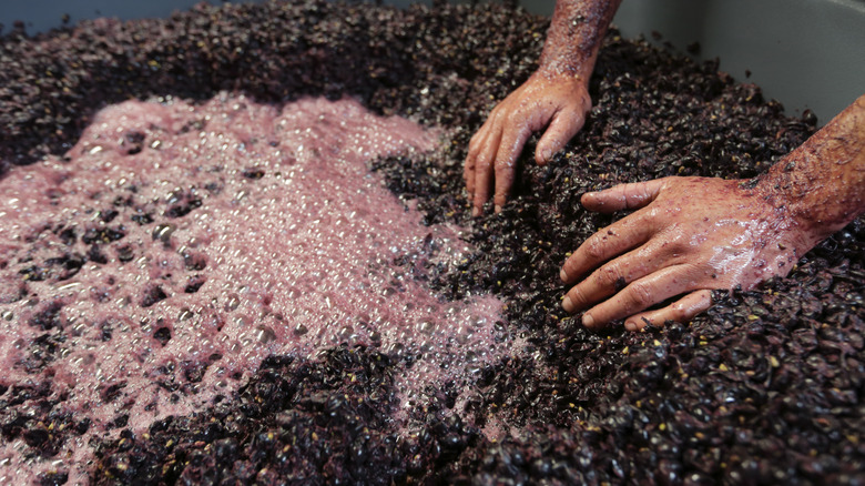 Fermenting grapes in barrel