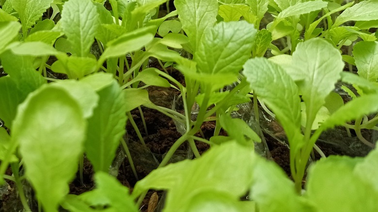 closeup mustard greens growing