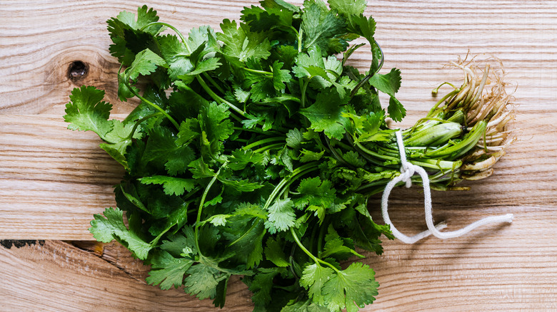 bunch of fresh cilantro