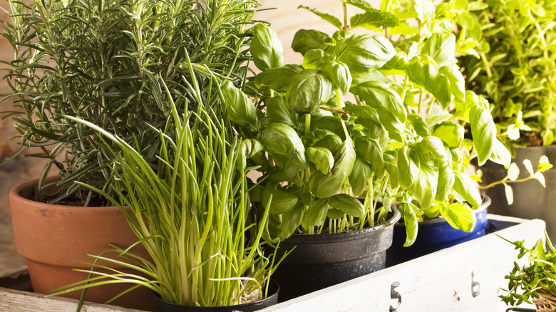 Assorted pot plant herbs