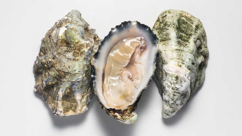 Shucked oysters against white background