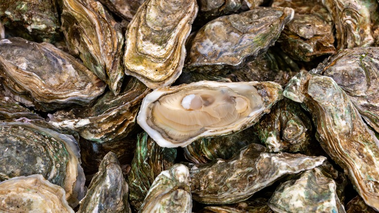 Close-up of fresh oyster pile