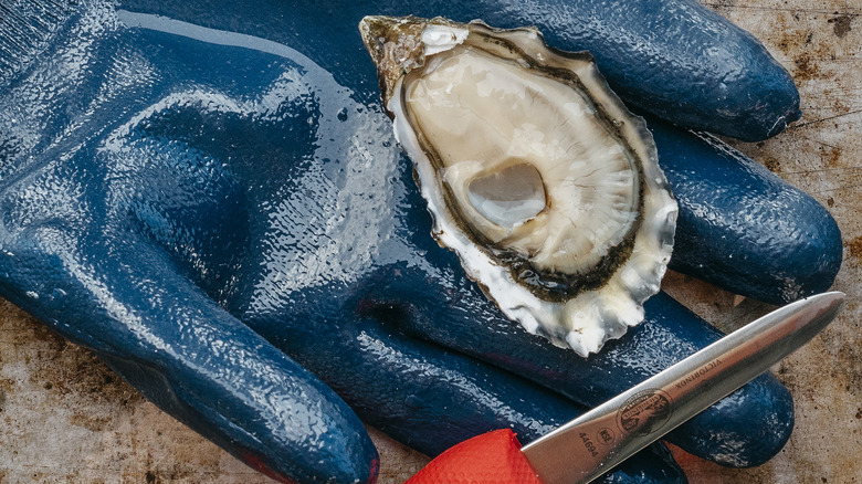 Shucked oyster with knife, glove