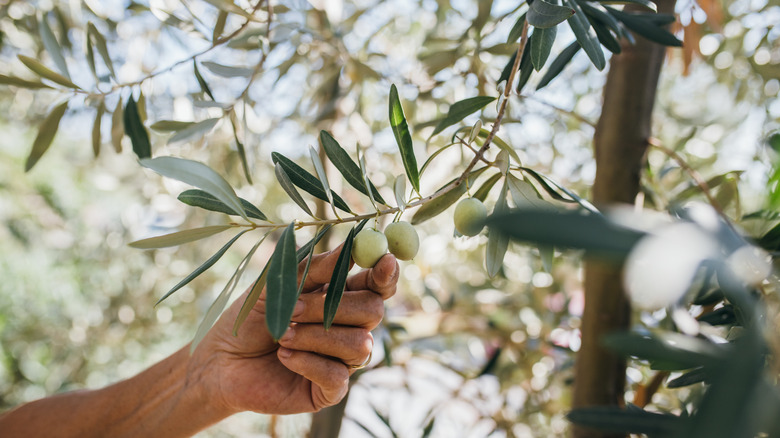 Picking olives off the tree